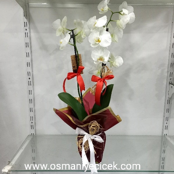 Orkide (�kili) Beyaz