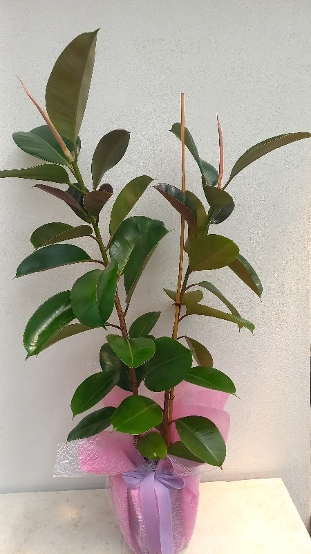 2 li Kau�uk salon bitkisi