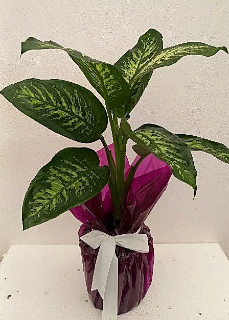 Tropik Difenbahya (Orta)