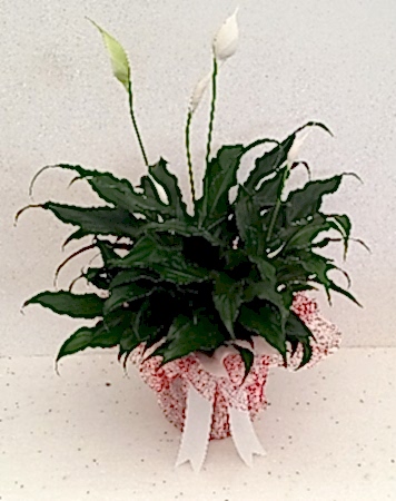 Spat�filyum (K���k)