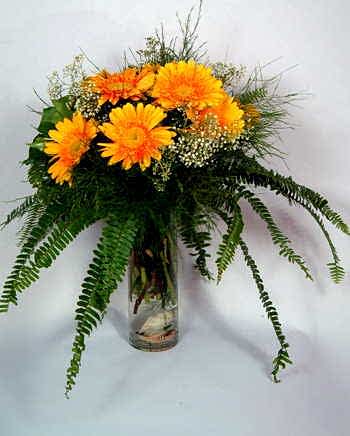 Ye�illikler ��erisinde Gerberalar