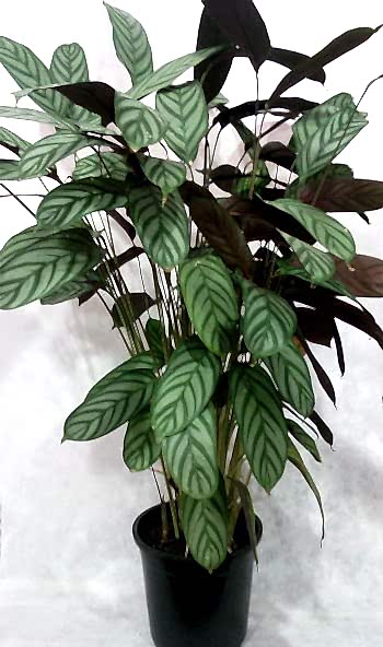 CTENANTHE (Dua �i�e�i